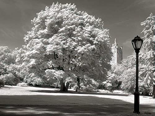 Kunstdruck/Poster: Ralf Uicker Central Park Baum - hochwertiger Druck, Bild, Kunstposter, 60x45 cm von kunst für alle