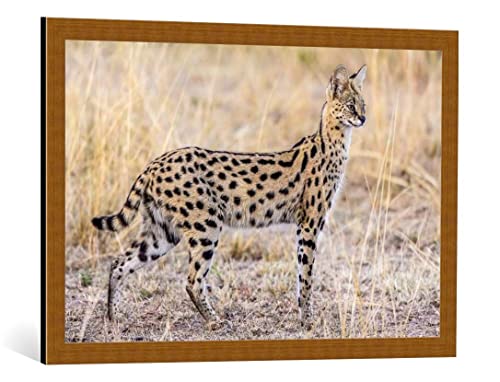 kunst für alle Bild mit Bilder-Rahmen: Jeffrey C. Sink Serval-Jagd - dekorativer Kunstdruck, hochwertig gerahmt, 85x55 cm, Kupfer gebürstet von kunst für alle