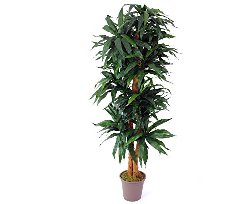 Dracena Kunstpflanze 200cm hoch mit 340 Blätter und 2 Naturstämme - Künstlicher Drachenbaum mit Echtholz Stämmen von kunstpflanzen-discount.com