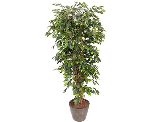 Künstlicher Ficus Benjamini 150cm hoch im Topf mit feinen gewundenen Lianen am Echtholz Naturstamm von kunstpflanzen-discount.com