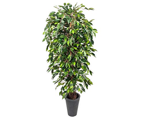 Künstlicher Ficus Benjamini Benjamina Multitrunk 180cm hoch mit feinen Echtholz Lianen zum Naturstamm verarbeitet und 1440 Blätter von kunstpflanzen-discount.com