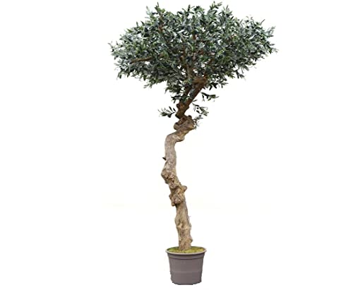 Großer künstlicher Olivenbaum XL 275cm hoch in Schirmform mit Echtholzstamm und naturgetreuen Textil-Blättern sowie Oliven Früchten von kunstpflanzen-discount.com