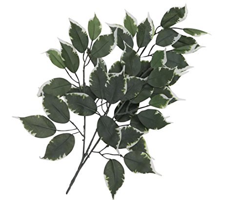 Künstliche Ficuszweige mit grün-weißen Blättern im 12er Set - Kunstzweig mit Ficusblättern 53cm lang von kunstpflanzen-discount.com