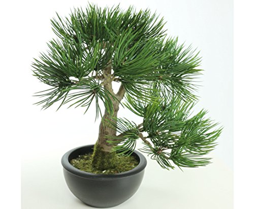 Künstlicher Pinien Bonsai 33cm mit 43 Zweigspitzen im schwarzen Topf mit feinem Kunstmoos und Kieselsteinen von kunstpflanzen-discount.com