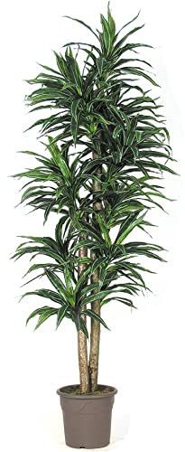 Dracena Kunstbaum 150cm mit 210 Textilfaser Blättern grün weiß und 2 Naturstämme - Künstlicher Drachenbaum mit Echtholz Stämmen von kunstpflanzen-discount.com