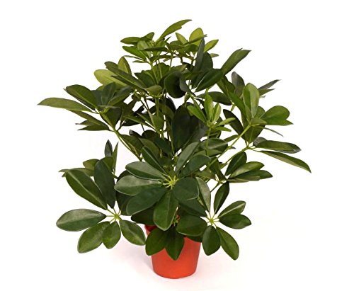 Schefflera Baby-Busch Kunstpflanze, ca. 55cm hoch im roten Topf - Künstliche Strahlenaralie Zimmerpflanze von kunstpflanzen-discount.com