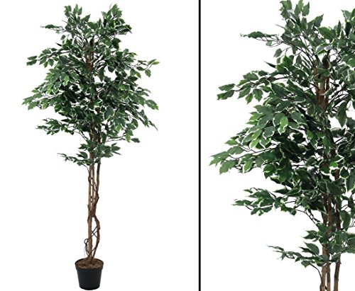 Silberficus Benjamini mit Naturstämme, 1008 Blätter, Höhe 180cm - Kunstpflanze Kunstbaum künstliche Bäume Kunstbäume von kunstpflanzen-discount.com