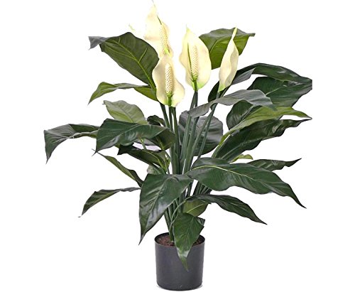 Spathiphyllum Kunstpflanze mit 5 Blüten und 29 Blätter, ca. 75cm hoch - Künstliche Friedenslilie blühend von kunstpflanzen-discount.com