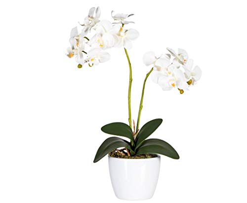 kunstpflanzen-discount.com Orchideen Kunstblume 50cm im Topf mit 2 Creme weiß farbigen Blüten - Künstliche Orchidee blühend von kunstpflanzen-discount.com