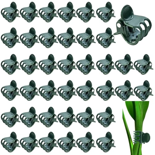 100 Stück pflanzenclips Orchideen Klammern, 1.5 cm Dunkelgrüne pflanzenklammern orchideen klammern Kunststoff Pflanzenklammern für Unterstützen und Halten Pflanze 100 Stück pflanzenclips Orchideen Klammern, 1.5 cm Dunkelgrüne pflanzenklammern orchideen klammern Kunststoff Pflanzenklammern für Unterstützen und Halten Pflanze von laeeyin