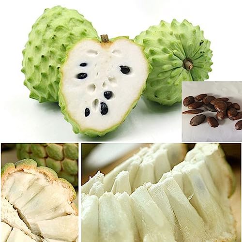 10 Stück köstliche Sweetsop-Samen Zucker-Apfel-Bonsai-Frucht-Blumen-Obstbaum-Gemüsesamen Sweetsop-Samen von lamphle