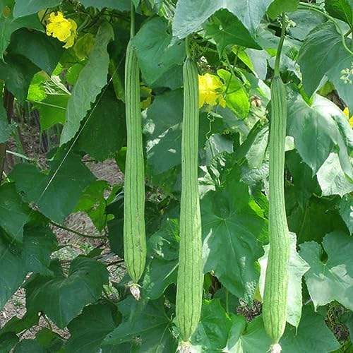 10 Stück lange Luffa-Samen, Schwamm, Gurke, Handtuch, Kürbis, grüne Gemüsepflanze für die Gartenbepflanzung von lamphle