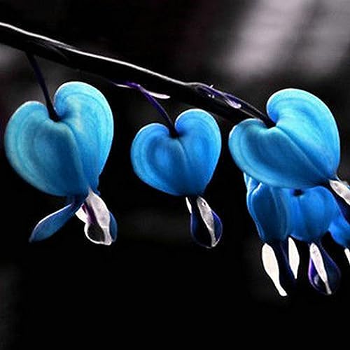 10 Stück mehrjährige Kräuter Dicentra Spectabilis Blumenpflanze Tränendes Herz Samen für die Gartenbepflanzung Blau von lamphle