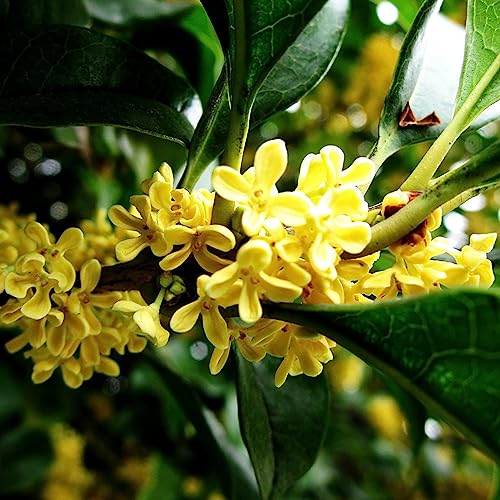 10 Teile/beutel Osmanthus Fragrans Samen Stark Duftende Baum Pflanzen Mehrjährige Blühende Topf Bonsai Samen Blume Obst Baum Gemüse Samen Saatgut von lamphle