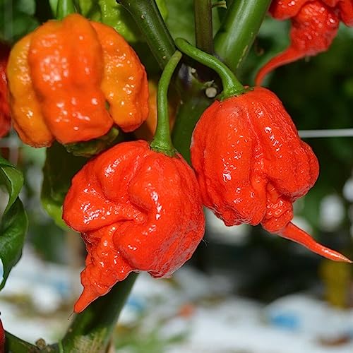 100/200 Stück Carolina Reaper Hot Pepper Chili Samen Bonsai Gemüsepflanze Dekor Blume Obstbaum Gemüsesamen Paprika Samen 100pcs von lamphle