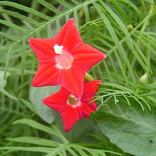 100/200 Stück Cypress Vine Seeds Kletterpflanze Blumengarten Bonsai Home Decor Blume Obstbaum Gemüsesamen Samen der Zypressenrebe 200pcs von lamphle