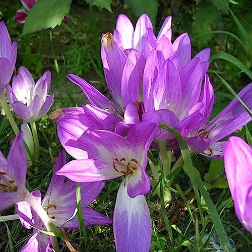 100 Stück/Beutel Colchicum-Samen, natürlich, einfach zu pflanzen, Landschaftsbau, herbstliche Pflanzensämlinge, Blumen-, Obstbaum- und Gemüsesamen Narzissensamen von lamphle