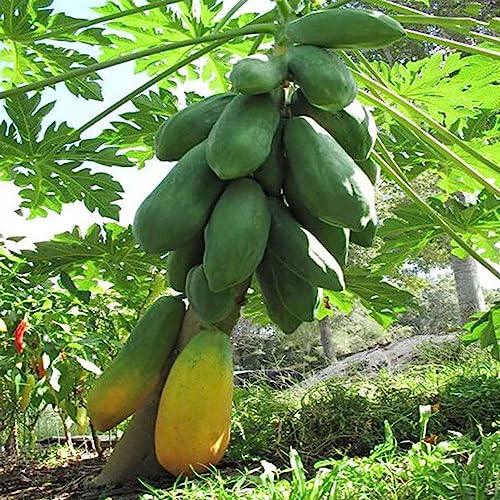 100 Stück/Beutel Papaya-Samen, seltene gentechnikfreie kleine gelbe süße Papaya-Samen, Blumen-, Obstbaum- und Gemüsesamen Papayasamen von lamphle