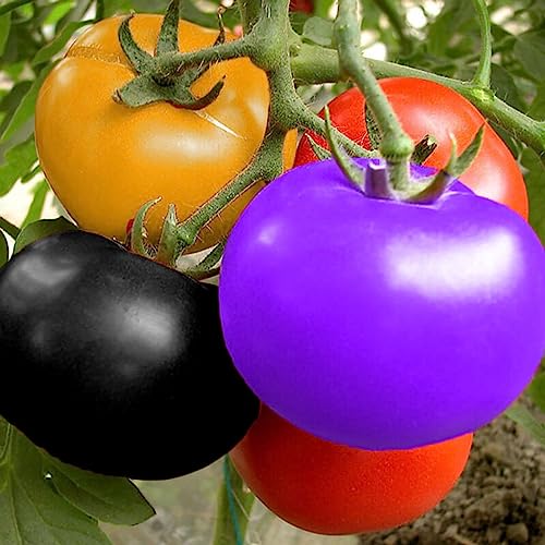 100 Stück/Beutel Samen dürretolerante Obstsalate gentechnikfreie Gartensamen Blumenobstbaum-Gemüsesamen Seltene Tomatensamen von lamphle