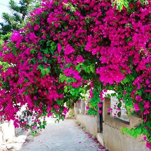 100 Stück Bougainvillea-Samen, neutral, mittelgroß, georgische Samen für den Garten Rosenrot von lamphle