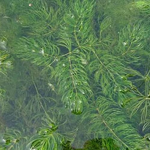 100 Stück Ceratophyllum Demersum Samen Pflanze Wassertank Aquarium Dekor für Gartenbepflanzung Ceratophyllum Demersum-Samen 100 Stück Ceratophyllum Demersum Samen Pflanze Wassertank Aquarium Dekor für Gartenbepflanzung Ceratophyllum Demersum-Samen von lamphle
