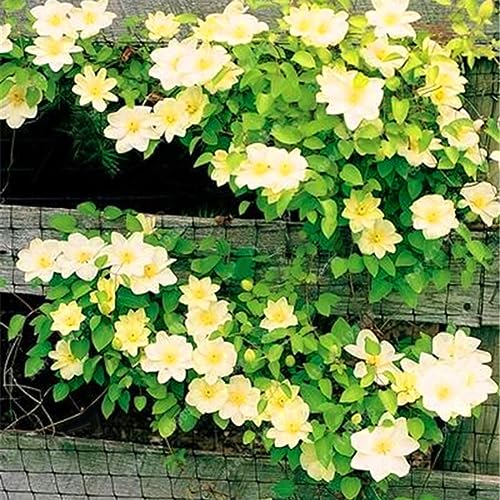 100 Stück Clematis-Kletterreben-Samen, Blumenpflanze, Heimbüro, Ornament, Dekoration, Samen für die Gartenbepflanzung Gelb von lamphle