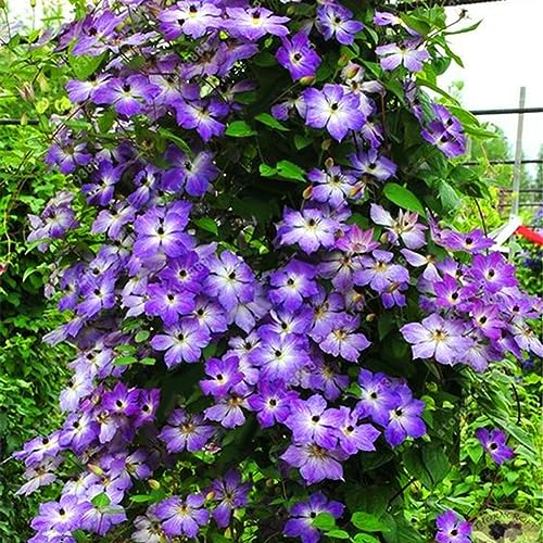 100 Stück Clematis-Kletterreben-Samen, Blumenpflanze, Heimbüro, Ornament, Dekoration, Samen für die Gartenbepflanzung Helles Lila von lamphle