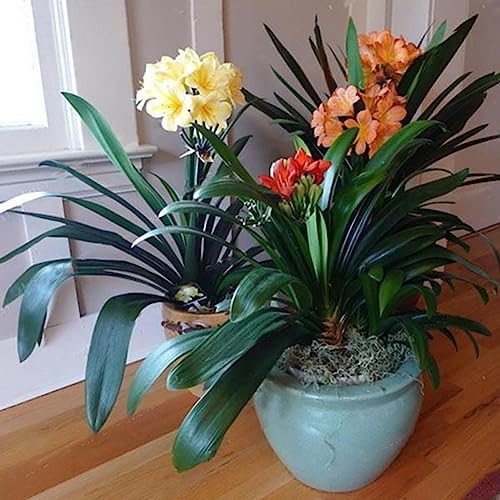 100 Stück Clivia-Samen für den Innen- und Außenbereich, zum Pflanzen duftender Bonsai-Blume im Topf, Obstbaum-Gemüsesamen Clivia Miniata-Samen von lamphle