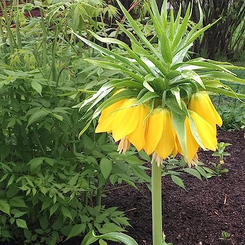 100 Stück Fritillaria Imperialis Samen Bonsai Pflanze Blume Garten Balkon Dekor Blume Obstbaum Gemüsesamen Gelb 100 Samen von lamphle