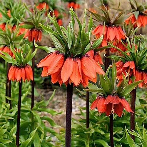 100 Stück Fritillaria Imperialis Samen Bonsai Pflanze Blume Garten Balkon Dekor Blume Obstbaum Gemüsesamen Rot 100 Samen von lamphle