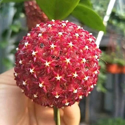 100 Stück Hoya Pubicalyx-Samen, lebensfähig, einfach zu pflanzen, aromatische Blumensämlinge für Parkblumen, Obstbäume, Gemüse, Grassamen Samen von lamphle