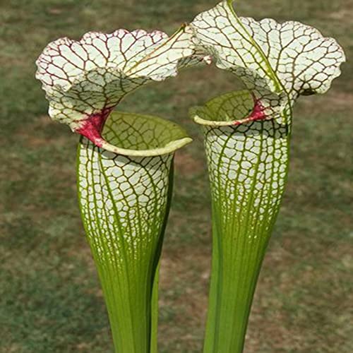 100 Stück Kannenpflanzensamen Hohe Keimung Exotische Produzierende fleischfressende Nepenthes-Samen für den Hof Grün von lamphle