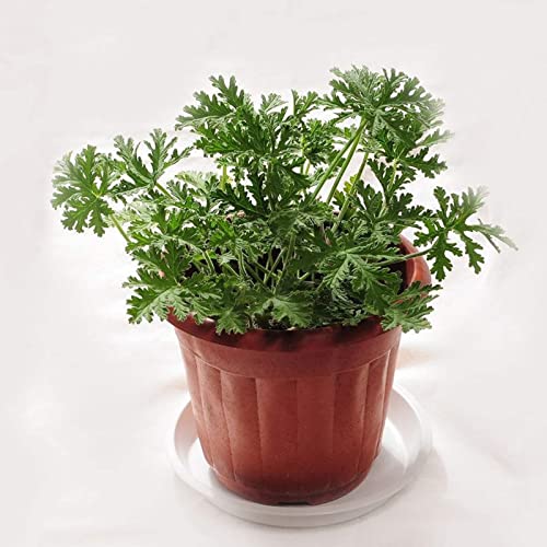 100 Stück Mückenschutzsamen Aromatische Evergreen Full Sun Citronella Pflanzensamen für Zuhause Grün von lamphle