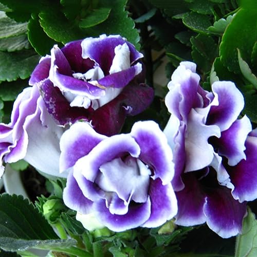 100 Stück Saintpaulia Ionantha Afrikanische Veilchen Samen Schöne Blumengartenpflanze für die Gartenbepflanzung Violett von lamphle