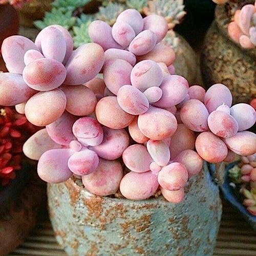 100 Stück Sukkulentensamen Mini einfach zu kultivierende gemischte spezielle Angiospermensamen-Blumen-Obstbaum-Gemüsesamen Sukkulenten Samen 100 Stück Sukkulentensamen Mini einfach zu kultivierende gemischte spezielle Angiospermensamen-Blumen-Obstbaum-Gemüsesamen Sukkulenten Samen von lamphle