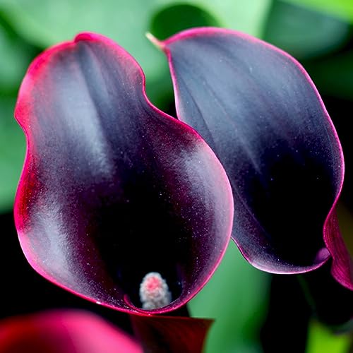 100 Stück Zantedeschia Calla-Liliensamen, Bonsai-Topfpflanzung, Gartenblumen, Dekor für die Gartenbepflanzung Weinrot Calla-Lilien-Samen von lamphle