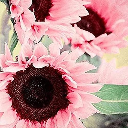 100 Stück rosa Sonnenblumenkerne Helianthus Blumengarten Bonsai Zierpflanze Blume Obstbaum Gemüsesamen Sonnenblumenkerne 100pcs von lamphle