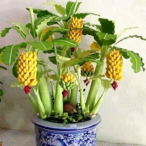100 Stück seltene Zwerg-Bananenbaum-Samen, Mini-Bonsai, exotische Hausgarten-Obstpflanzen für die Gartenbepflanzung von lamphle