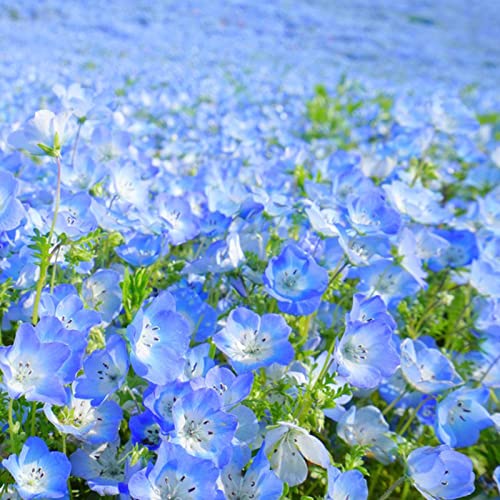 100 Stücke Blumensamen Hohe Überlebensrate Mehrjährige schnell wachsende Baby Blue Eyes Blumensamen Geschenk für Gärtner Blau von lamphle