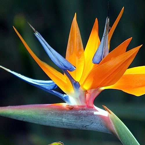 100 Stücke Gemischte Farbe Strelitzia Samen Blume Bonsai Zierpflanze Garten Dekor Blume Obstbaum Gemüsesamen Strelitzia Reginae Aiton-Samen von lamphle