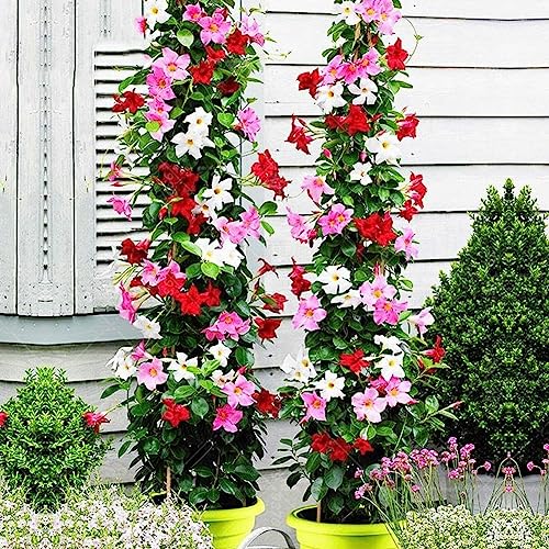 100 Stücke Klettern Mandevilla Sanderi Samen Bonsai Mehrjährige Topfzaunpflanze Blume Obstbaum Gemüsesamen Mehrfarbig Mandevilla Sanderi-Samen von lamphle