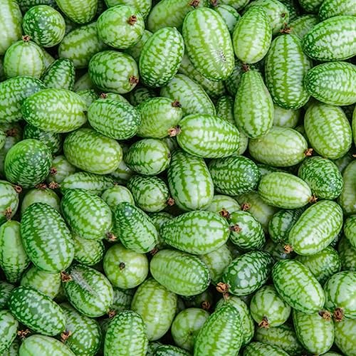 100 Stücke Mini Wassermelone Cucamelon Samen Obst Pflanze Hausgarten Hof Dekoration Blume Obstbaum Gemüsesamen Cucamelon-Samen 100 Stücke Mini Wassermelone Cucamelon Samen Obst Pflanze Hausgarten Hof Dekoration Blume Obstbaum Gemüsesamen Cucamelon-Samen von lamphle