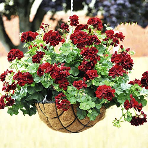 100 Stücke Pelargonium Samen Blühender Duft Zier Geranium Blumen Samen für Zuhause Rot von lamphle