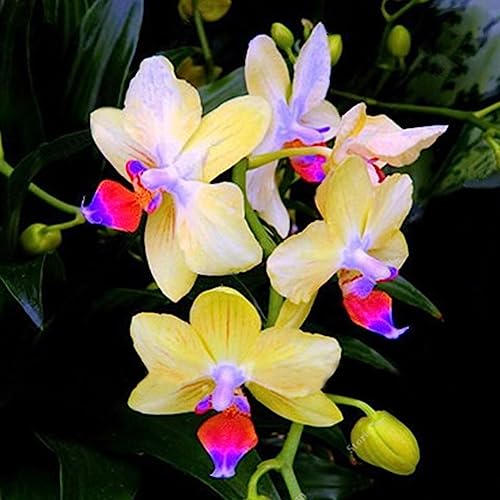 100 Stücke Seltene Orchidee Samen Cymbidium Blume Pflanze Home Office Garten Bonsai Dekor Blume Obst Baum Gemüse Samen 1# Orchideensamen von lamphle