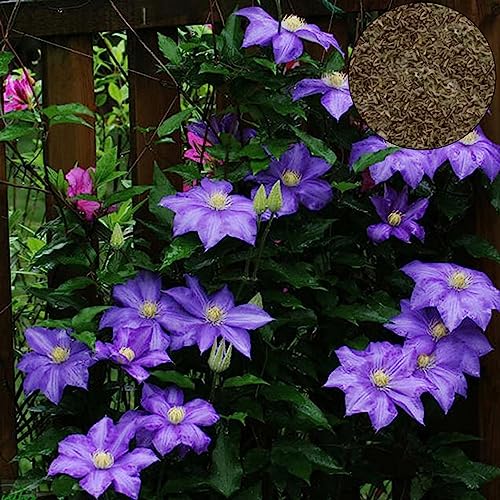 100 Teile/beutel Clematis Samen Gesunde Einfach zu Pflanzen DIY Haus Dekorative Pflanzen Samen Blume Obst Baum Gemüse Samen Helles Lila Clematis-Samen von lamphle