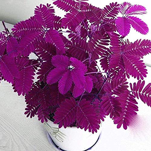 100 pcs/Beutel Mimosa -Samen natürliche Leichte Langeweile Leichte Überlebensrate empfindliche Pflanzensamen für Korridor - Rose Rot von lamphle