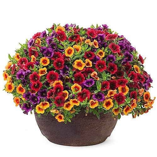 120 Stück gemischte Gloxinia Calibrachoa Petunie Blumensamen Garten Hof Bonsai Pflanze Blume Obstbaum Gemüsesamen Gloxinia-Samen 120pcs von lamphle