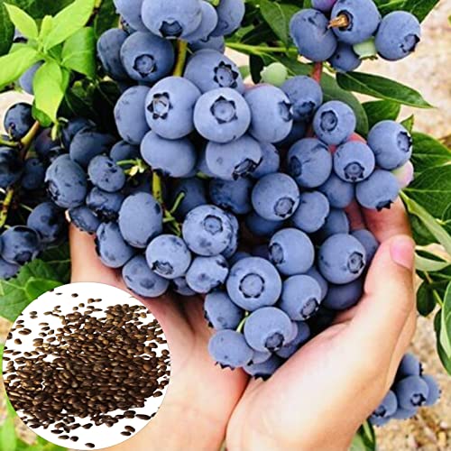 150pcs Blaubeersamen nicht GVO Sweet Blueberry Garden Obst Samen Bauernhaus Vorräte - Samen von lamphle