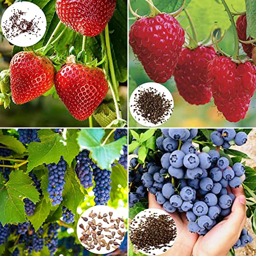 1600pcs Erdbeersamen nahrhafte nicht gentechnikübergreifende voller Vitalität Essbares wachsendes süßes Frucht Erdbeer-Trauben-Blaubeer-Samen Gartenvorräte-Samen von lamphle