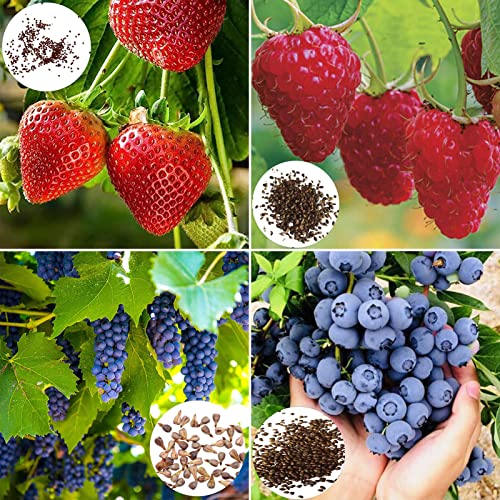 1600pcs Erdbeersamen nahrhafte nicht gentechnikübergreifende voller Vitalität Essbares wachsendes süßes Frucht Erdbeer-Trauben-Blaubeer-Samen Gartenvorräte-Samen 1600pcs Erdbeersamen nahrhafte nicht gentechnikübergreifende voller Vitalität Essbares wachsendes süßes Frucht Erdbeer-Trauben-Blaubeer-Samen Gartenvorräte-Samen von lamphle